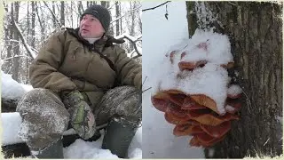 Ехал с рыбалки и зашёл в лес, А ТАМ ГРИБЫ В ДЕКАБРЕ!!! Так пришлось набрать грибов!