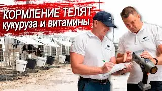 Кормление молочных телят.  Престартерный комбикорм. Молочный дозор. Часть 1.
