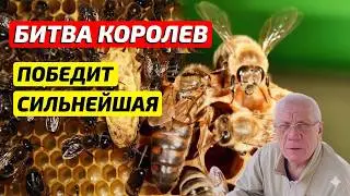 Матка пчел избавляется от соперниц За 30 ть лет вижу первый раз