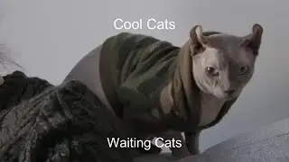 Cool Cats - Waiting Cats