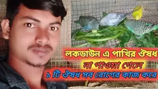 পাখির ১টি ঔষধ সব রোগের কাজ করে !! লকডাউন এ ঔষধ না পাওয়া গেলে এই ঔষধ দিন !! Birds Lover AmaL !!