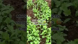 Кинза 🌿 из своих семян 
