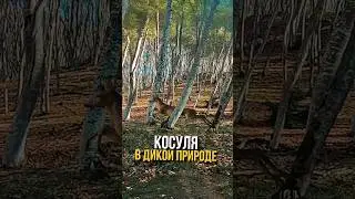 КОСУЛЯ В ДИКОЙ ПРИРОДЕ #охотарыбалка #охотавроссии #охота #косуля #дикаяприрода