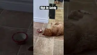 High On Catnip