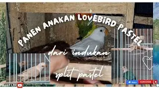 Panen anakan lovebird pastel dan indukan split pastel
