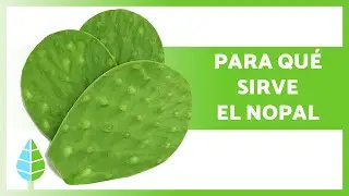 BENEFICIOS del NOPAL 💚 (Propiedades, Usos y Cómo Tomarlo)