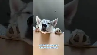 Siberian Huskies are the BEST 