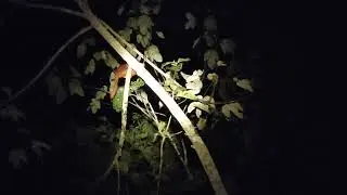 Musang Warna Oren