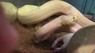 Disaster of a Snake Feeding Video