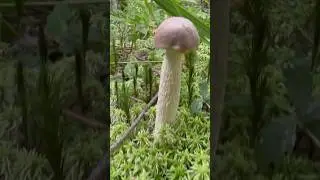 Что за грибы? 🍄🍄🍄