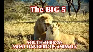 The BIG FIVE  - South Africa's Most Dangerous Animals