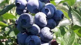 Голубика плодоношение сорт Дюк 2021.