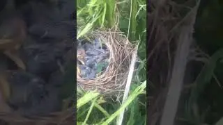 Я спас им жизнь...    #спас_жизнь #спасение #удача_на_их_стороне #косите_аккуратней