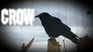 Creepy Halloween Animals Video Flashcards for Kids