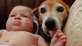 Ultimate Funny Cats and Dogs Videos, Animals Fails Try not to Laugh