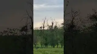 RAVEN ВОРОНИ 🐦‍⬛ 