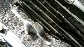 Raccoon Fight