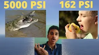 Top 14 Bite Force Animals In PSI