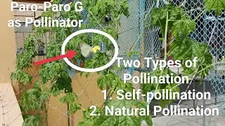 ANO ANG DALAWANG URI O PARAAN NG POLLINATION? Alamin at tuklasin ang mga ito( V106 )A-Gader FarmLand