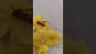 How a bee makes honey