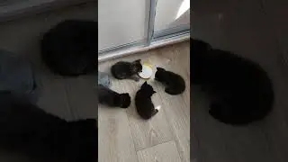 Учу Котят пить молоко