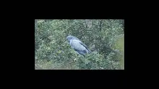 "Aguila mora.  Ejemplar adulto".   #birds  #avesdeargentina #shorts