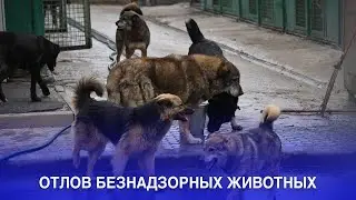 ОТЛОВ БЕЗНАДЗОРНЫХ ЖИВОТНЫХ