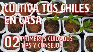 Cultiva tus chiles en casa - 02 - Primeros cuidados. Tips y consejos