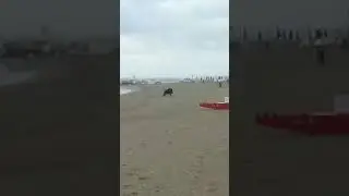 Avvistato cinghiale scorrazzare sulla spiaggia