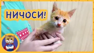 Игры котёнка Марсика. Ищем ему новых хозяев