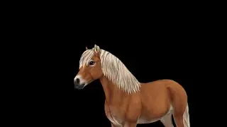 Buying another Gotland pony | Sso |