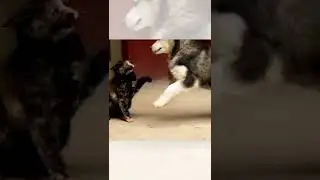 KUCING LUCU, Kucingku diusilin dogi 🤣 