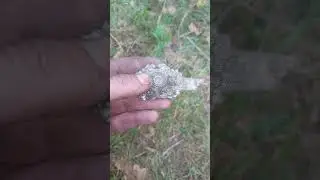 кокарда