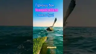 С добрым утром! испл. Anabell Da Diva, Песня: 4 KuHu.( музыкальная открытка) 15 мая. 