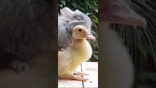 🦆❤