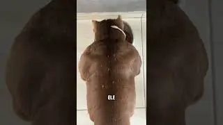 Diferenças físicas dos meus pitbulls