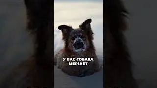 300.000 рублей на одежде для собак 🐕