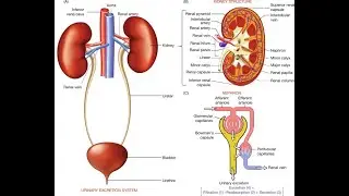 Fecal Urethral Route of Disease Transmission (Feco Urethra; Definition, Meaning, Mechanism, Diseases