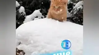Первая прогулка по снегу!❄️🐱