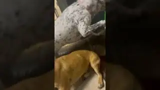 Dogs love the word walk