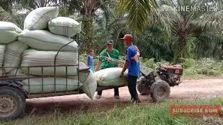 Muatan 25 goni, traktor quick zeva vs yanmar