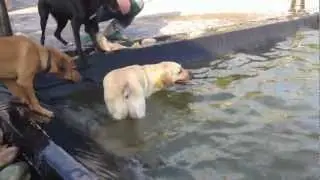 Dog swimming in the pool