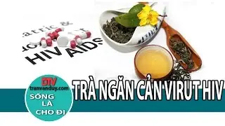 TRÀ THÁI NGUYÊN CHỨA CHẤT NGĂN CẢN VIRUS HIV | Tran Van Duy