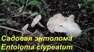 Садовая энтолома (Entoloma clypeatum) - съедобный весенний гриб