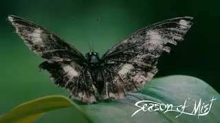 CRIPPLED BLACK PHOENIX - 
