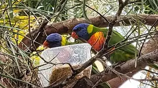 Feeding Rainbow Lorikeet birds at the backyard