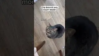 He is so demanding 😤