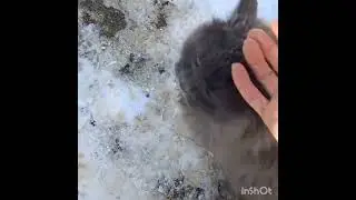 Сколько милоты!!!!😇😺🐈Я под впечатлением!!!🤔🥰