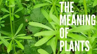 Goosegrass - The Meaning of Plants