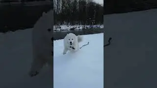 #собаки #самоедскаясобака